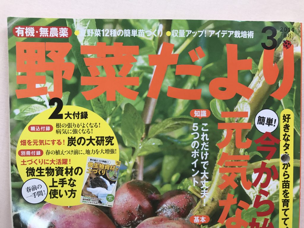 サニーレタス サンチュを緊急移植しました 北海道で楽しく家庭菜園