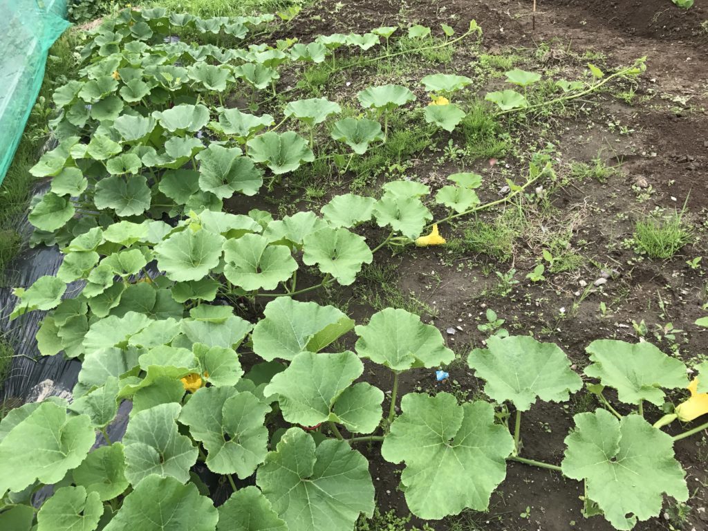 カボチャ栽培は順調に 北海道で楽しく家庭菜園