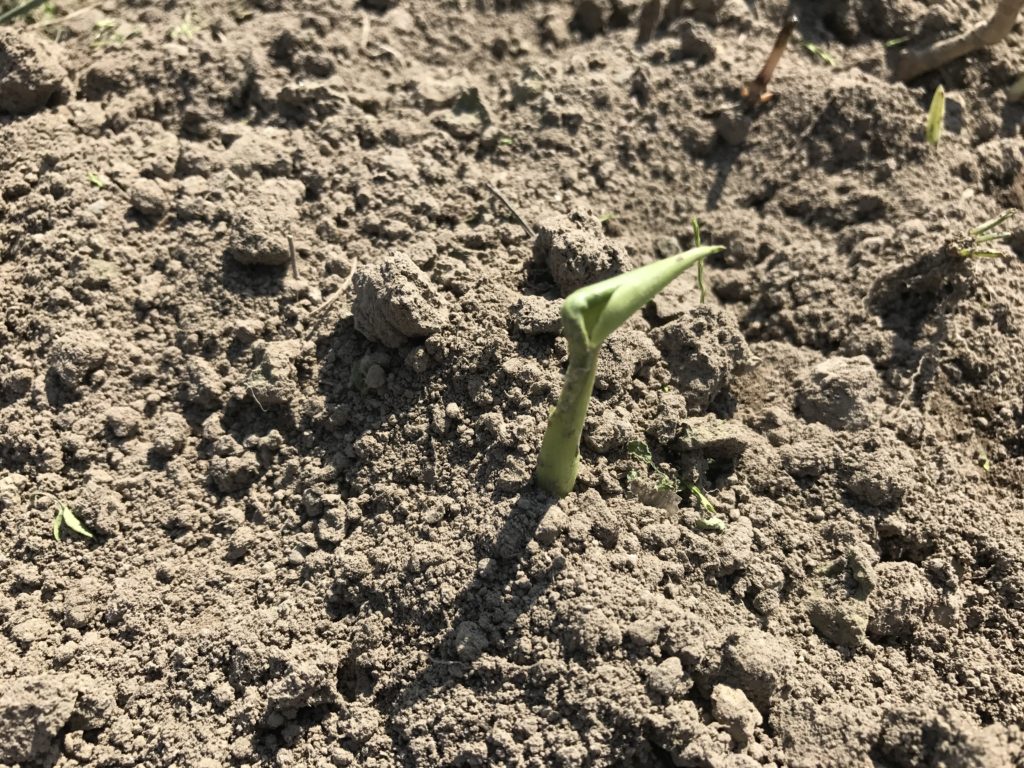 みょうがの栽培の様子 北海道で楽しく家庭菜園