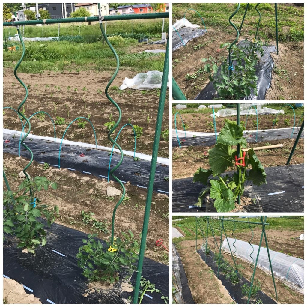 トマトとキュウリの支柱たて 北海道で楽しく家庭菜園