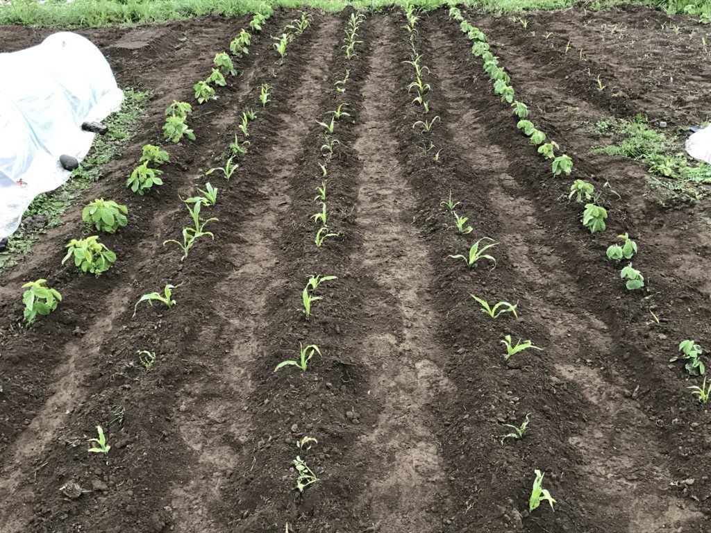 とうもろこし 黒豆ゾーンの除草と土寄せ 北海道で楽しく家庭菜園
