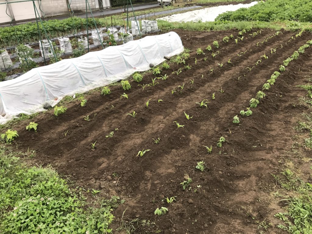 とうもろこし 黒豆ゾーンの除草と土寄せ 北海道で楽しく家庭菜園