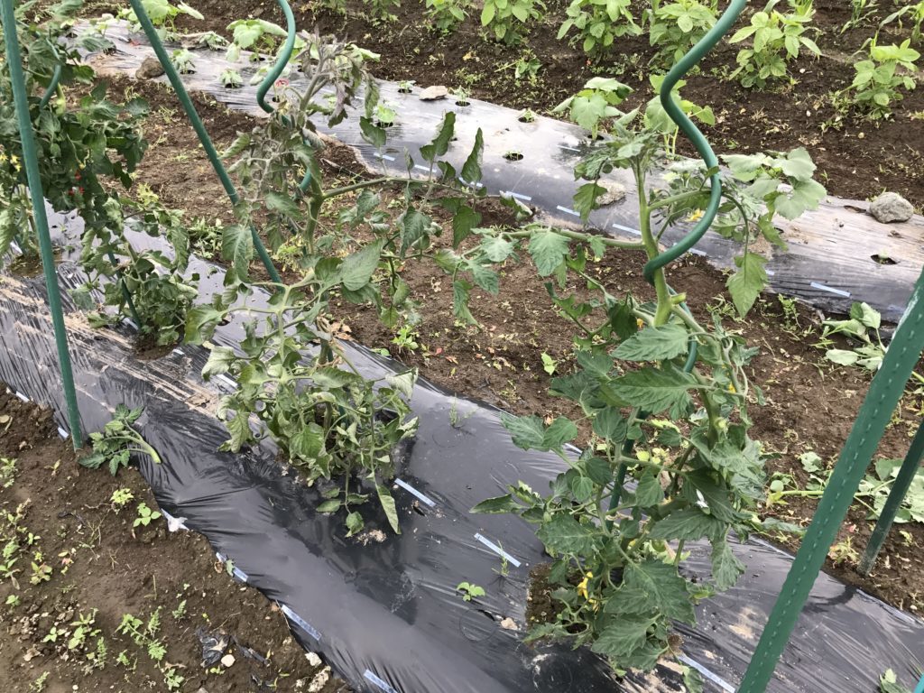 らせん支柱とミニトマト 北海道で楽しく家庭菜園
