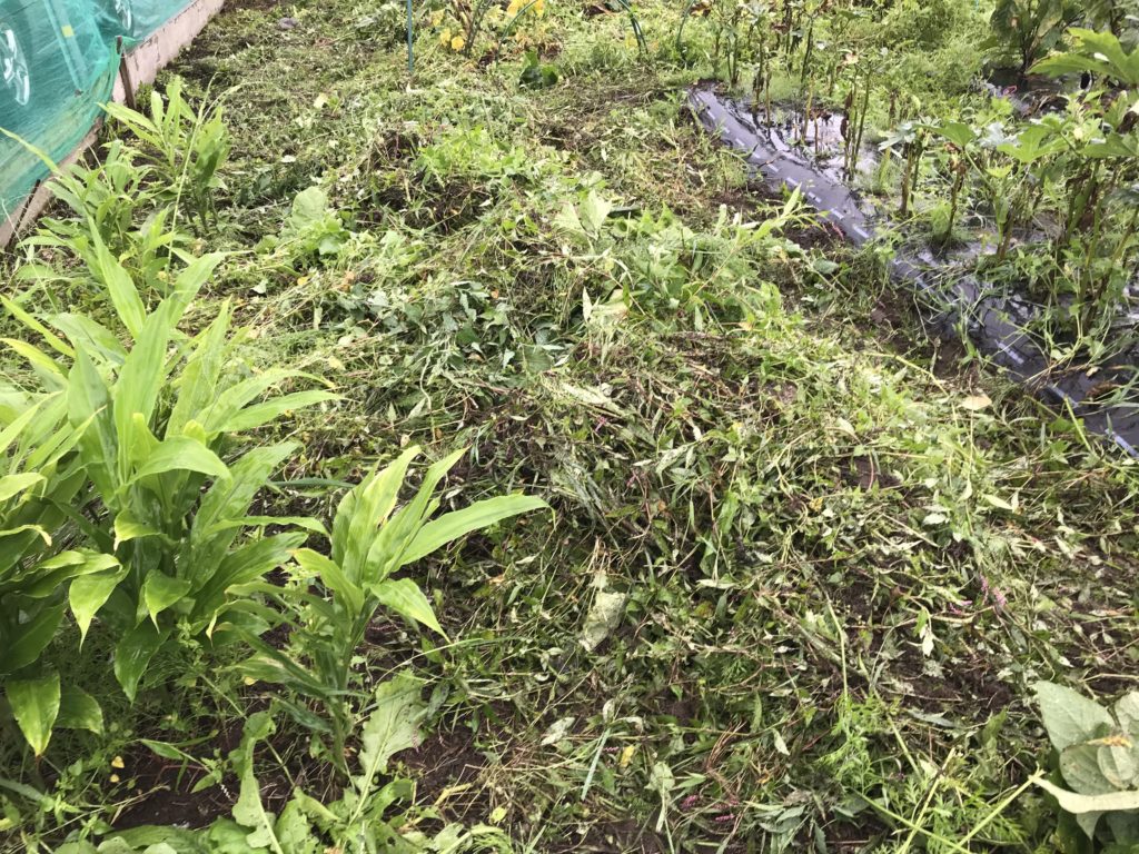 荒れ狂う雑草除草からの悲劇。。。 北海道で楽しく家庭菜園